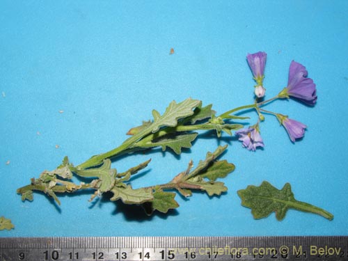 Solanum pulchellum의 사진