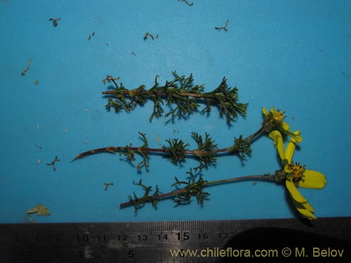Bild von Coreopsis suaveolens (). Klicken Sie, um den Ausschnitt zu vergrössern.
