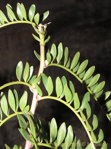 Фотография Mutisia acuminata (). Щелкните, чтобы увеличить вырез.
