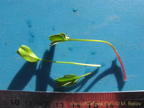 Image of Unidentified Plant sp. #2099 (). Click to enlarge parts of image.