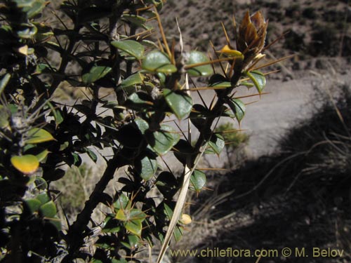Im�gen de Chuquiraga spinosa subsp. rotundifolia (). Haga un clic para aumentar parte de im�gen.