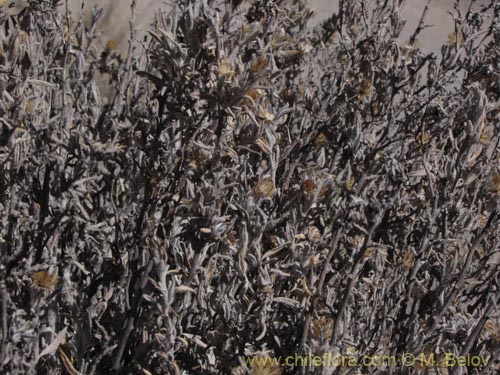 Фотография Asteraceae sp. #2011 (). Щелкните, чтобы увеличить вырез.