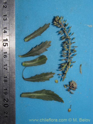 Imágen de Brassicaceae sp. #2010 (). Haga un clic para aumentar parte de imágen.