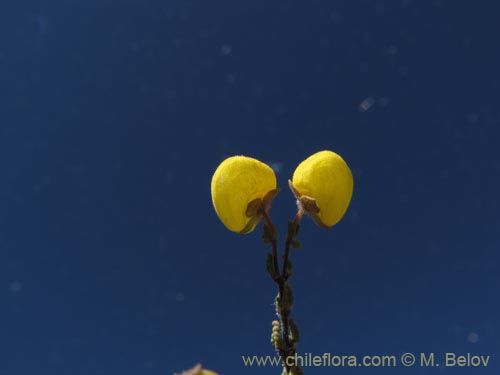 Calceolaria inamoenaの写真