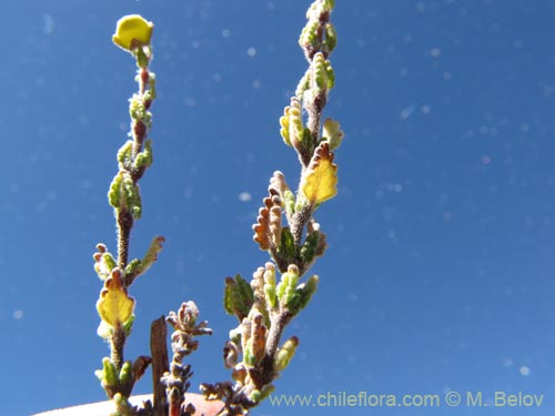 Calceolaria inamoena的照片