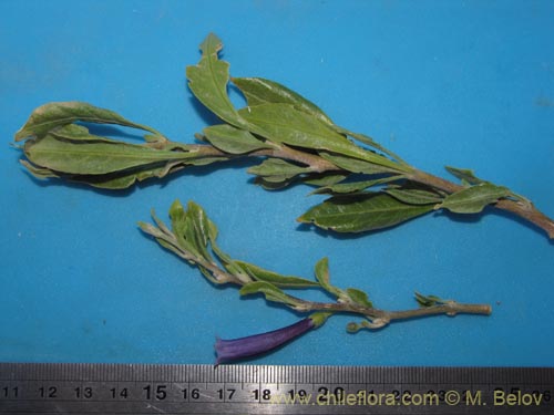 Dunalia spinosa的照片