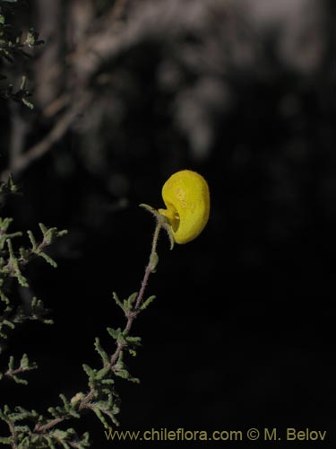 Bild von Calceolaria inamoena (). Klicken Sie, um den Ausschnitt zu vergrössern.
