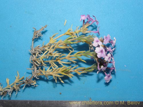 Image of Verbena gynobasis (). Click to enlarge parts of image.