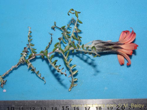 Image of Mutisia hamata (Chinchircoma/Flora de la estrella/Flor de la granada/Clavel del Campo). Click to enlarge parts of image.