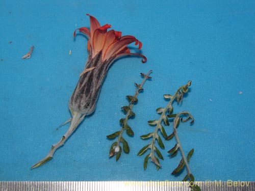 Imágen de Mutisia hamata (Chinchircoma/Flora de la estrella/Flor de la granada/Clavel del Campo). Haga un clic para aumentar parte de imágen.