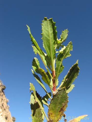 Фотография Baccharis alnifolia (). Щелкните, чтобы увеличить вырез.