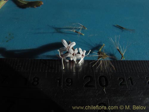 Stevia chamaedrysの写真