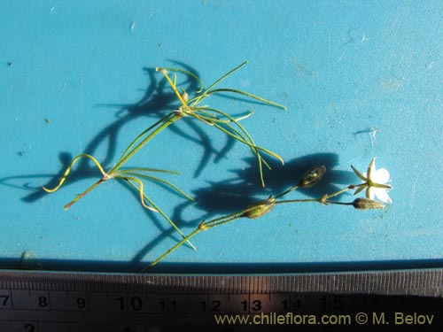 Image of Spergularia fasciculata (Taisana/Spergularia). Click to enlarge parts of image.
