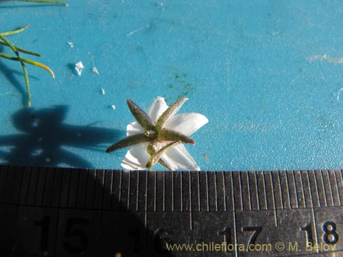 Фотография Spergularia fasciculata (Taisana/Spergularia). Щелкните, чтобы увеличить вырез.