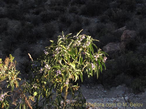 Solanum nitidum的照片