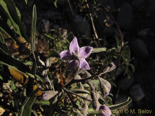 Solanum nitidumの写真