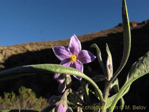 Imágen de Solanum nitidum (). Haga un clic para aumentar parte de imágen.