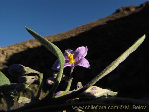 Imágen de Solanum nitidum (). Haga un clic para aumentar parte de imágen.