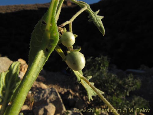 Imágen de Solanum pulchellum (). Haga un clic para aumentar parte de imágen.