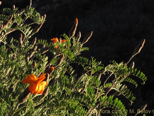 Фотография Mutisia acuminata (). Щелкните, чтобы увеличить вырез.