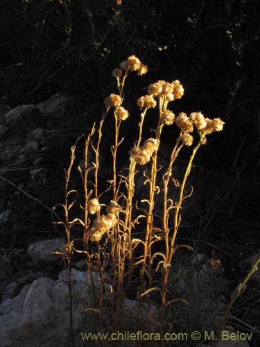 Asteraceae sp. #1982的照片