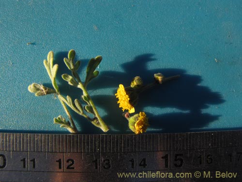 Asteraceae sp. #1984の写真