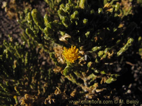 Asteraceae sp. #2083的照片