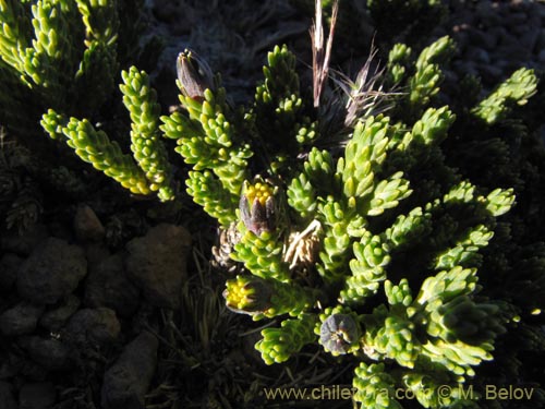 Asteraceae sp. #2083的照片
