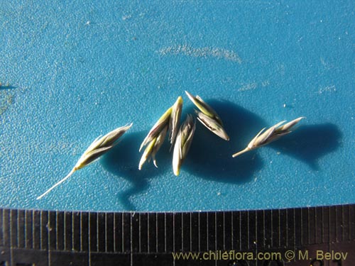 Image of Poaceae sp. #2115 (). Click to enlarge parts of image.