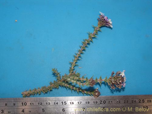 Image of Verbenaceae sp. #2066 (). Click to enlarge parts of image.