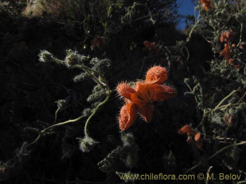 Caiophora cirsiifolia의 사진
