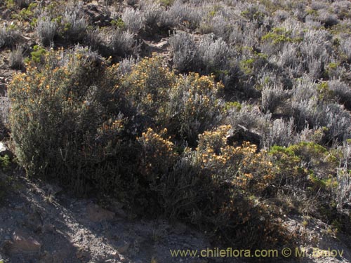 Фотография Chuquiraga spinosa subsp. rotundifolia (). Щелкните, чтобы увеличить вырез.
