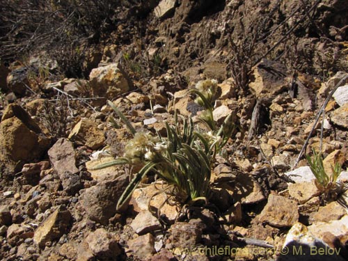 Фотография Asteraceae sp. #2075 (). Щелкните, чтобы увеличить вырез.