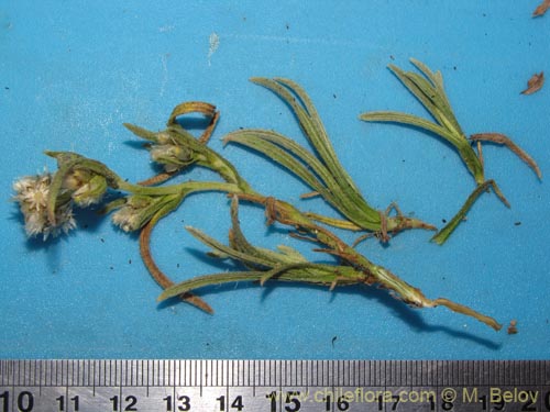 Фотография Asteraceae sp. #2075 (). Щелкните, чтобы увеличить вырез.