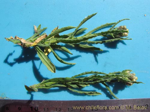 Im�gen de Asteraceae sp. #1998 (). Haga un clic para aumentar parte de im�gen.