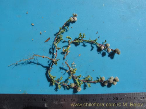 Im�gen de Asteraceae sp. #1997 (). Haga un clic para aumentar parte de im�gen.