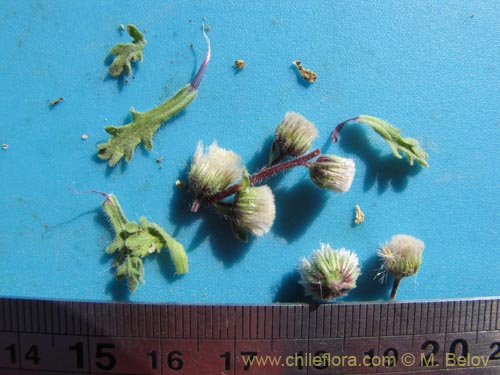 Bild von Asteraceae sp. #1997 (). Klicken Sie, um den Ausschnitt zu vergrössern.