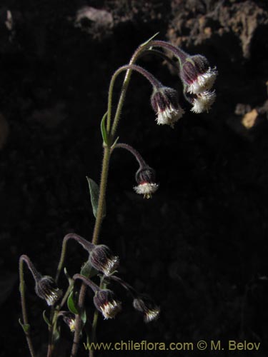 Asteraceae sp. #2039の写真
