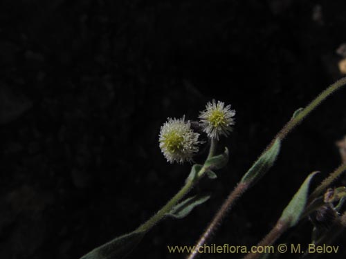 Asteraceae sp. #2039的照片