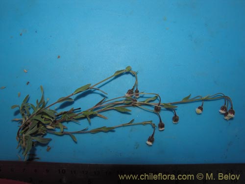 Фотография Asteraceae sp. #2039 (). Щелкните, чтобы увеличить вырез.