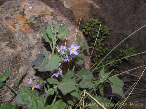 Image of Solanum (). Click to enlarge parts of image.