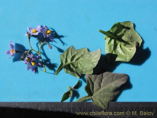 Фотография Solanum (). Щелкните, чтобы увеличить вырез.