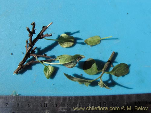 Imágen de Solanaceae sp. #1993 (). Haga un clic para aumentar parte de imágen.