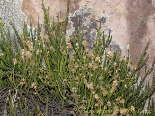 Фотография Asteraceae sp. #2072 (). Щелкните, чтобы увеличить вырез.