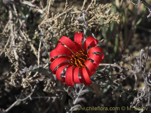 Bild von Mutisia hamata (Chinchircoma/Flora de la estrella/Flor de la granada/Clavel del Campo). Klicken Sie, um den Ausschnitt zu vergrössern.