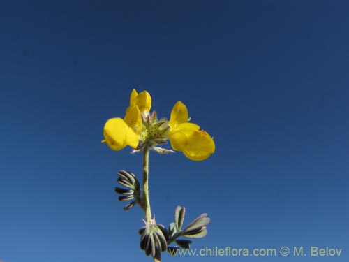 Imágen de Dalea pennellii var. chilensis (). Haga un clic para aumentar parte de imágen.