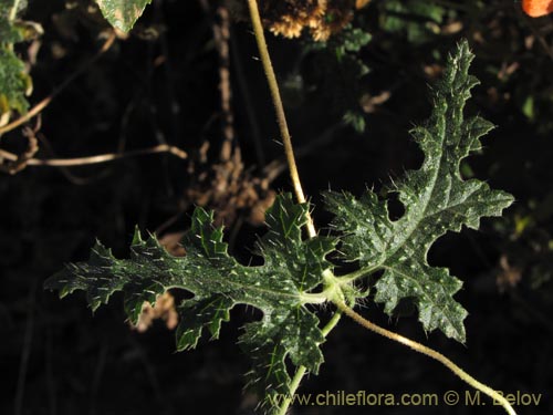 Фотография Caiophora cirsiifolia (). Щелкните, чтобы увеличить вырез.