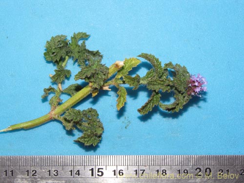 Image of Verbena sp. #2070 (). Click to enlarge parts of image.