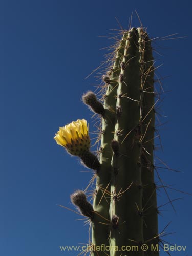 Bild von Corryocactus brevistylus (Guacalla). Klicken Sie, um den Ausschnitt zu vergrössern.