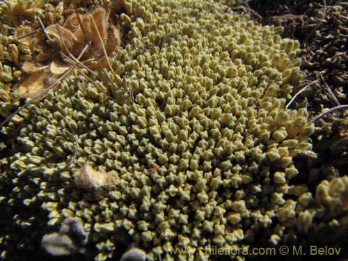 Imágen de Pycnophyllum molle (). Haga un clic para aumentar parte de imágen.